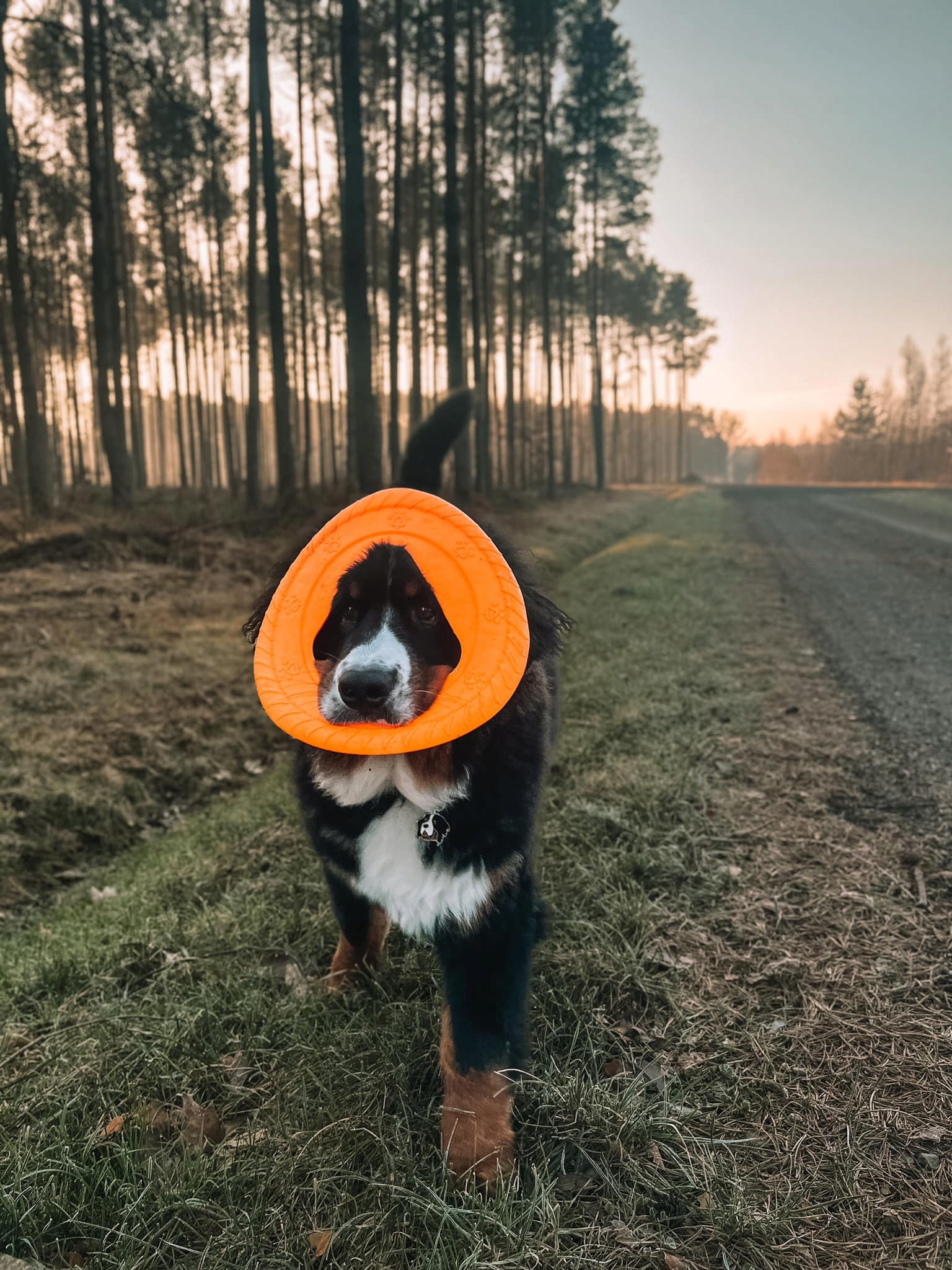Fiboo zabawka frizbee dla psa NIEBIESKIE Frisboo 25 cm